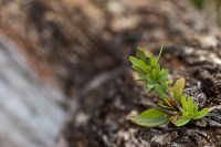 Galerie 07 Red Dune Camp 05