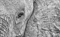 Safari Guide Kurs 032