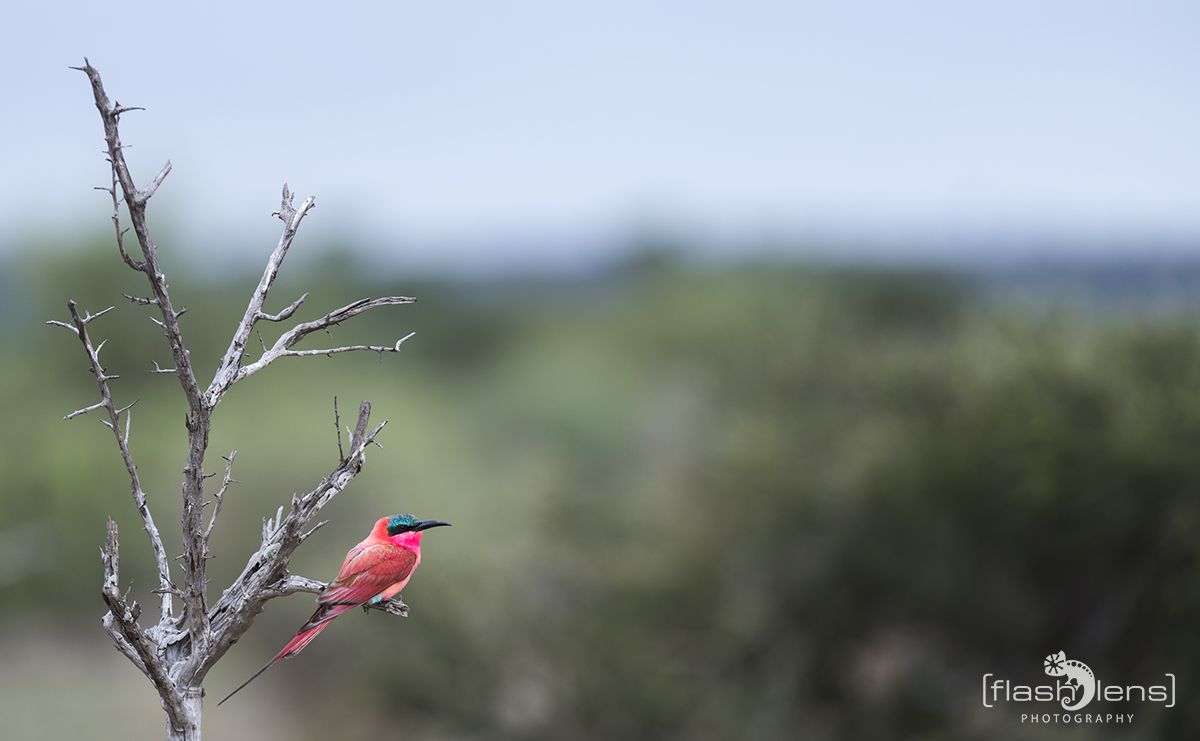Safari Guide Kurs 045