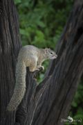 Safari Guide Kurs 049
