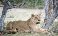 Safari Guide Kurs 050