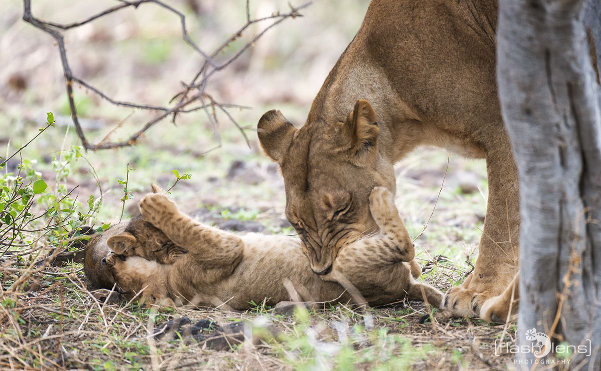 Safari Guide Kurs 052