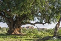 Safari Guide Kurs 065