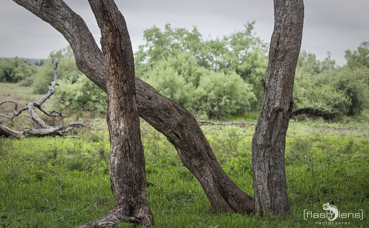 Safari Guide Kurs 067