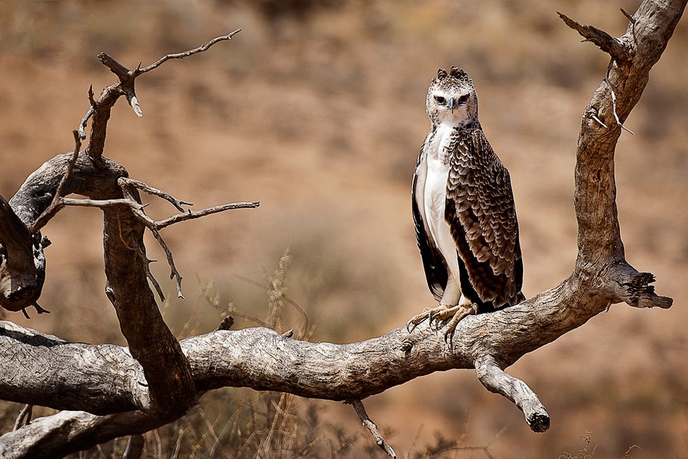 Galerie 04 Nossob 27