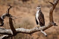 Galerie 04 Nossob 27