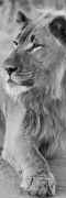 archivbild 60 x 180cm