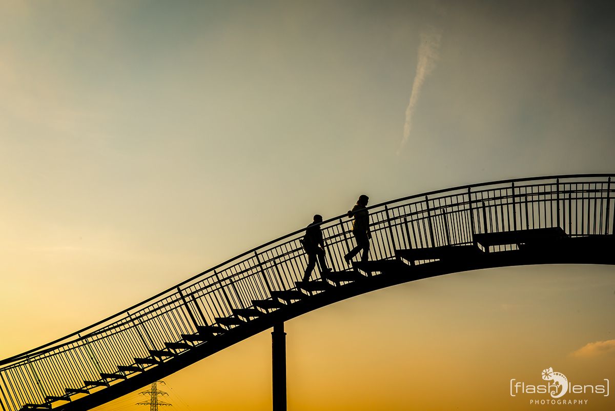 tiger n turtle