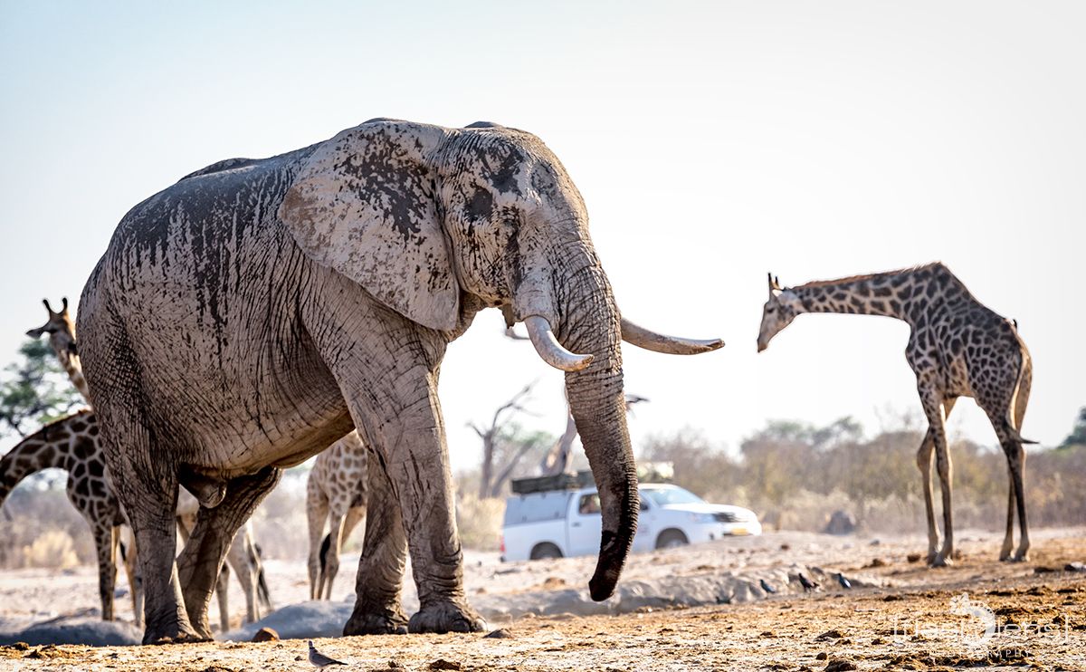 botswana 2019
