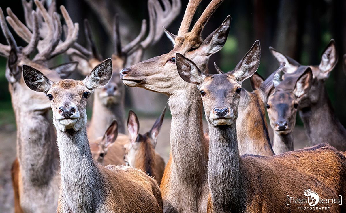 wildpark gangelt