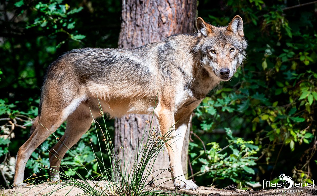 wildpark gangelt
