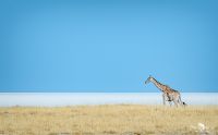 etosha
