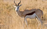 02 etosha