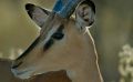 02 etosha