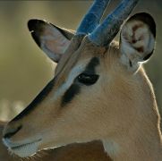 02 etosha