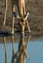 02 etosha