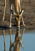 02 etosha