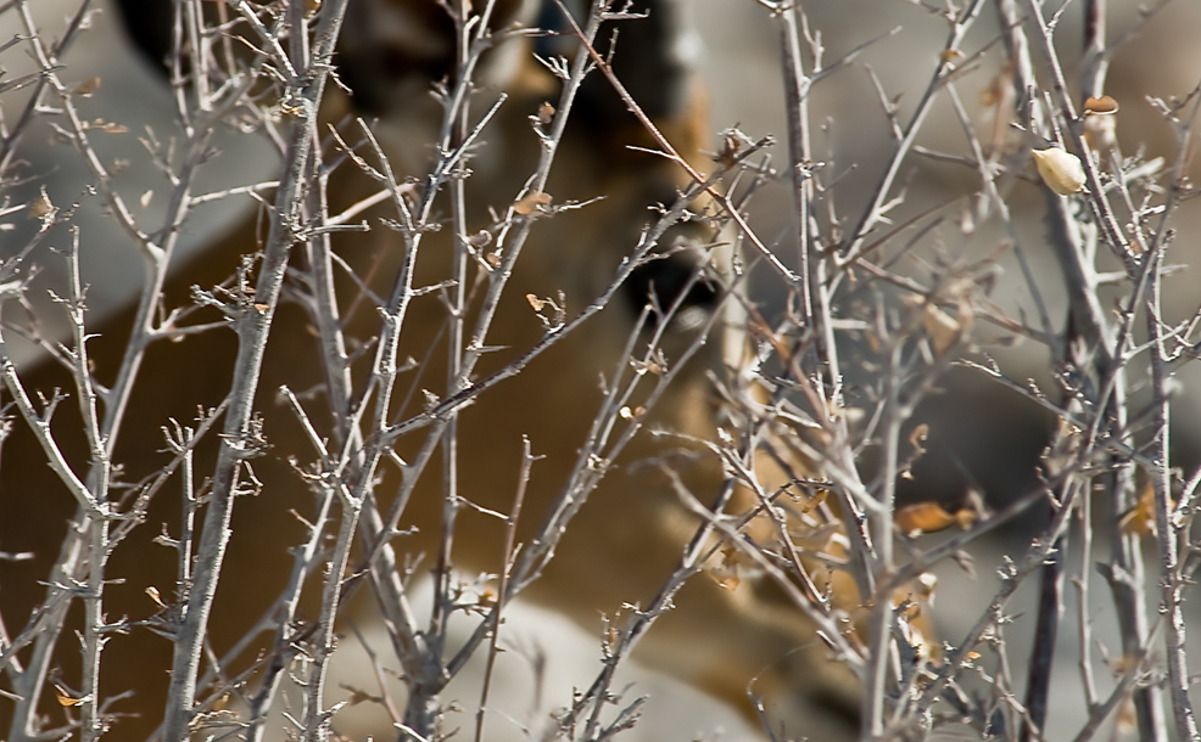 02 etosha