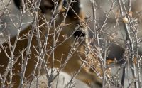 02 etosha