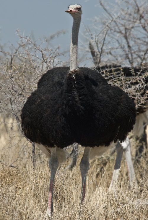 02 etosha