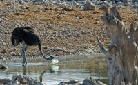 02 etosha