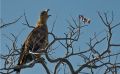 02 etosha