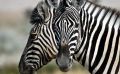 02 etosha