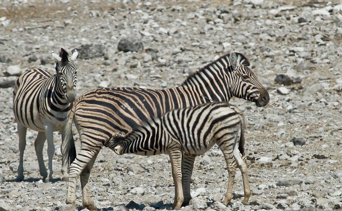 02 etosha