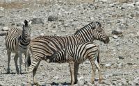 02 etosha