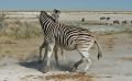02 etosha