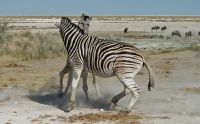 02 etosha