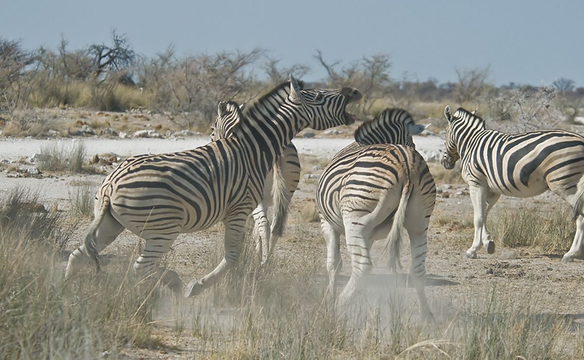 02 etosha