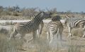 02 etosha