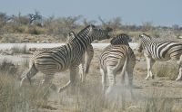 02 etosha