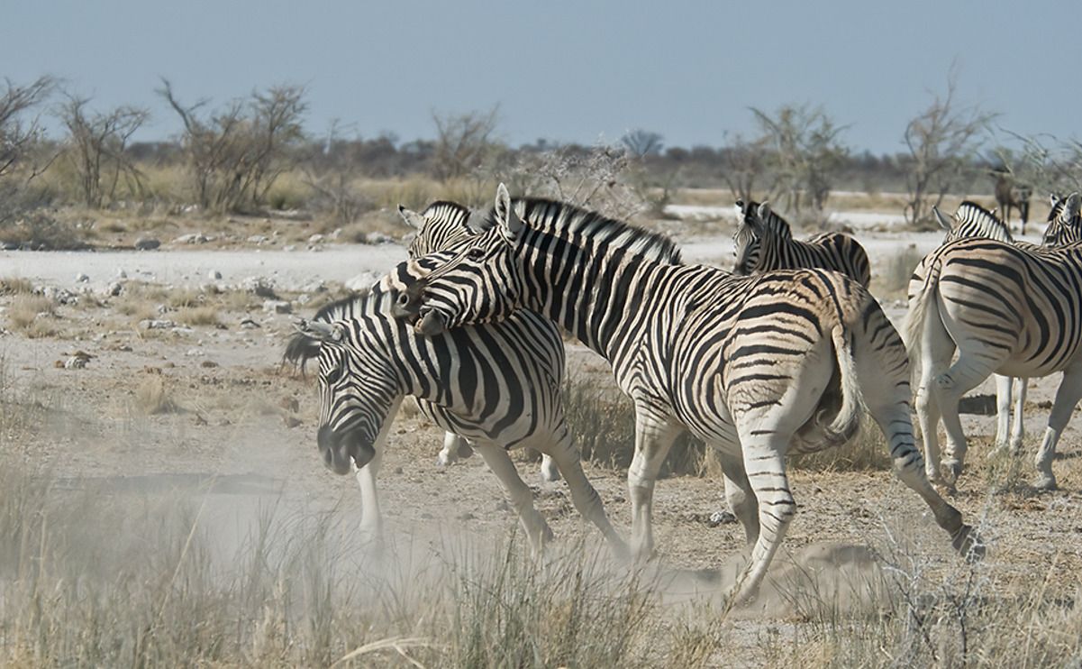 02 etosha