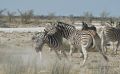02 etosha