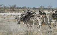 02 etosha