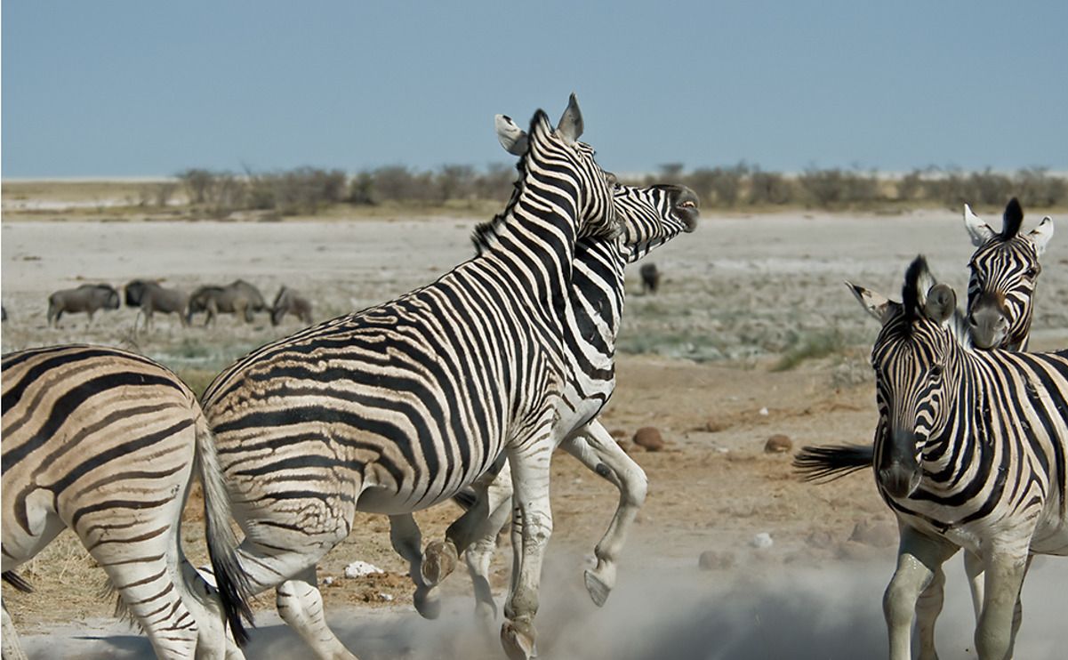 02 etosha