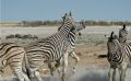 02 etosha