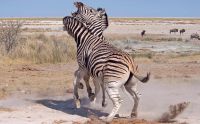02 etosha