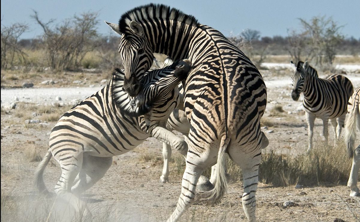 02 etosha