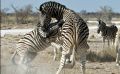 02 etosha