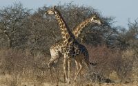 02 etosha