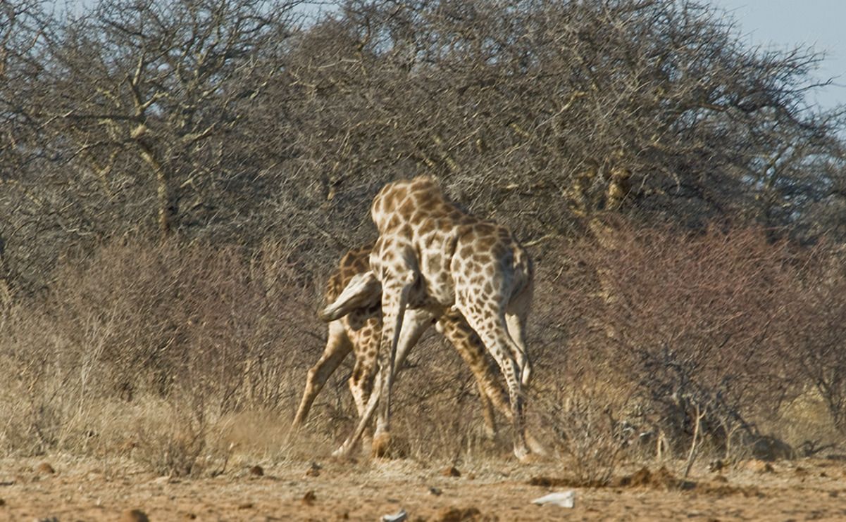 02 etosha