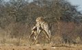 02 etosha