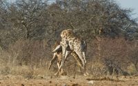 02 etosha