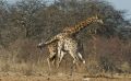 02 etosha