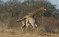 02 etosha