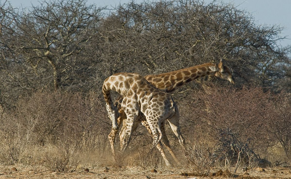 02 etosha