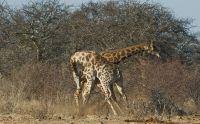 02 etosha